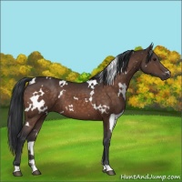 Horse Color:White Spotted Brown