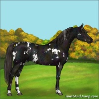 Horse Color:White Spotted Midnight Liver Chestnut Ice Rabicano