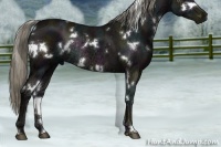 Horse Color:White Spotted Midnight Liver Chestnut Ice Rabicano 