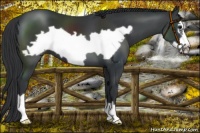 Horse Color:Black Frame 