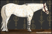 Horse Color:Palomino Roan Near Leopard  and Buckskin Roan Near Leopard 