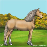 Horse Color:Palomino 