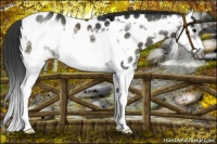 Horse Color:Black Splash Frame Appaloosa