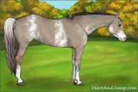 Horse Color:White Spotted Liver Red Dun