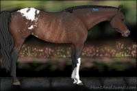 Horse Color:Brown Appaloosa Rabicano