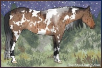Horse Color:White Spotted Brown Dun Rabicano 