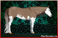 Horse Color:Liver Red Dun Splash and Liver Red Dun Splash