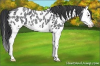 Horse Color:Blue Roan Splash Near Leopard 