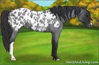 Horse Color:Blue Roan Near Leopard 