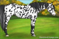 Horse Color:Black Appaloosa