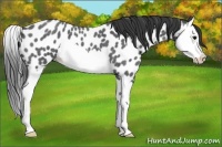 Horse Color:Blue Roan Splash Appaloosa 