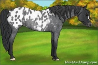 Horse Color:Blue Roan Appaloosa Rabicano 