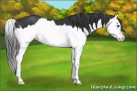 Horse Color:Black Splash 