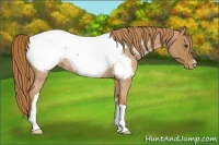 Horse Color:Red Roan Appaloosa Rabicano 
