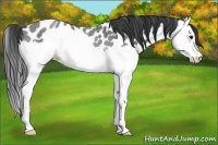 Horse Color:Blue Roan Splash Appaloosa Rabicano