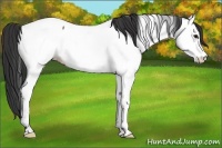 Horse Color:Bay Roan Appaloosa 