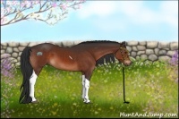 Horse Color:Bay Tobiano