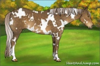 Horse Color:White Spotted Chocolate Palomino 