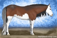Horse Color:Brown Sabino Splash 