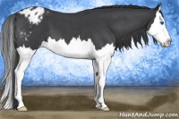 Horse Color:Blue Roan Splash Appaloosa 