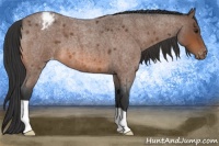Horse Color:Bay Roan Appaloosa