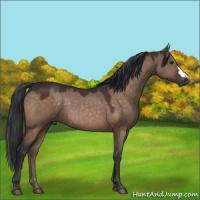 Horse Color:Brown Dun 