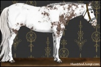 Horse Color:Silver Black Sabino Varnish 