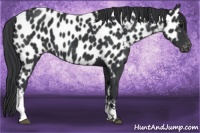 Horse Color:Black Near Leopard 
