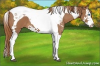 Horse Color:Chestnut Splash Tobiano