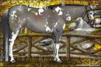 Horse Color:White Spotted Grullo Rabicano 