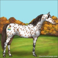 Horse Color:Buckskin Near Leopard 