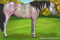Horse Color:Bay Ice Sabino 