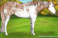 Horse Color:White Spotted Chestnut Ice Splash
