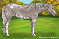 Horse Color:Silver Black Ice Appaloosa 