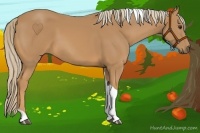 Horse Color:Chestnut Tobiano