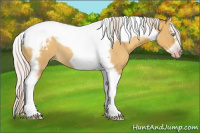 Horse Color:Gray Silver Amber Cream Champagne Roan Dun Splash Tobiano Frame Appaloosa Rabicano 
