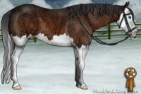 Horse Color:Bay Ice Splash 