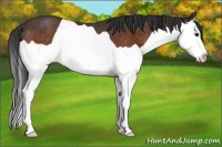 Horse Color:Brown Splash Rabicano