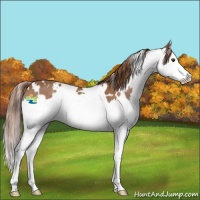Horse Color:White Spotted Chestnut Splash