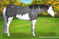 Horse Color:Black Splash