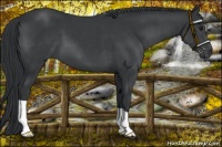 Horse Color:Black Chinchilla 