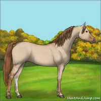 Horse Color:Red Dun 