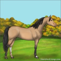 Horse Color:Bay Dun