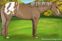 Horse Color:Chocolate Palomino Appaloosa 
