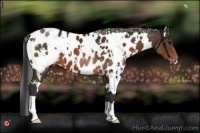 Horse Color:White Spotted Brown Appaloosa