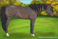 Horse Color:Brown Ice Appaloosa 