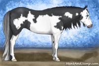 Horse Color:Blue Roan Splash Frame 