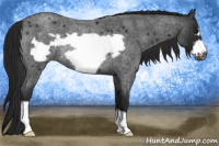 Horse Color:Gray Blue Roan Frame Rabicano 