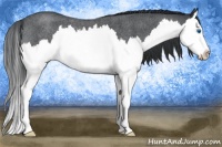 Horse Color:Blue Roan Splash Rabicano