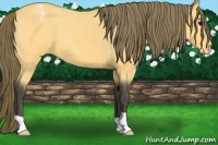 Horse Color:Buckskin Roan Appaloosa